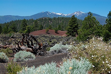 San Francisco Peaks near Bonito Campground at Sunset Crater outside Flagstaff, Arizona