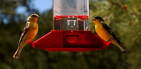 goldfinches visit our RV in Cinder Hills OHV area Flagstaff Arizona