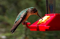 hummingbirds visit our RV in the Cinder Hills Flagstaff, AZ