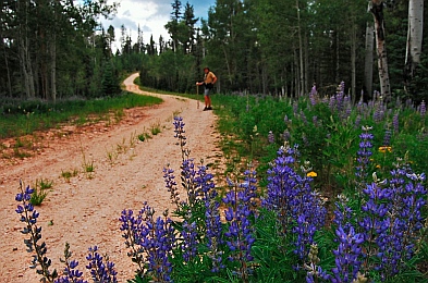 Hiking in the Kaibab National Forest North Rim Grand Canyon AZ