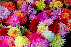 Living fulltime in our RV means we have time to stop and smell the flowers