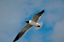 We are soaring free in our fulltime travel lifestyle in our RV