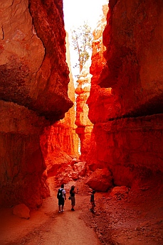 Nature's Wall Street at Bryce Canyon, Utah
