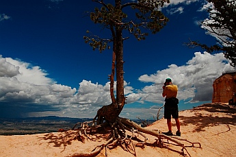Trees cling to the rim at Bryce Canyon, Utah