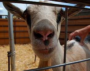 Petting Zoo at Iron Country Fair, Parowan, Utah