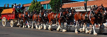 Budweiser Clydesdales, Cedar City, UT where we boondock in our fifth wheel RV