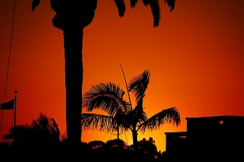 Sunset in the palm trees in San Diego