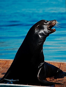 Harbor seal at Shelter Island San Diego