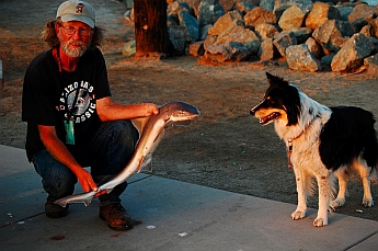 Sportfisherman lands a shark at Shelter Island, San Diego