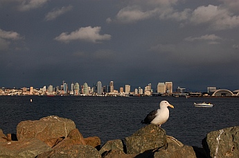 San Diego city skyline seen from Shelter Island