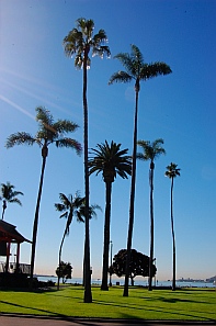 Palm trees at Mission Bay San Diego California