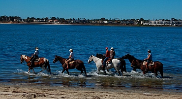 Horses and horseback riding on Fiesta Island, Mission Bay San Diego California
