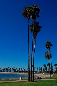 Palm trees in Mission Bay