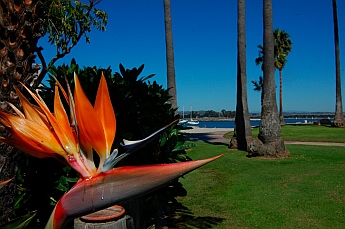 Bird of Paradise flower and palm trees in Mission Bay