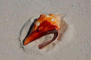 Sea Shell on the Emerald Coast FL