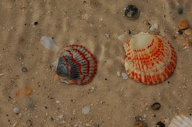 Sea Shells on the Emerald Coast FL