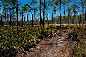 Pecker Pines at Ochlockonee River State Park