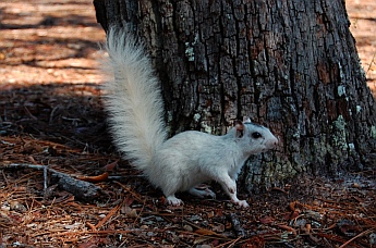 Ochlockonee River State Park