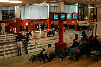 Delta Downs Casino Louisiana