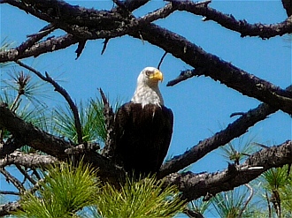 Bald Eagle Lake Powell State Park
