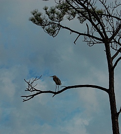 St. George Island State Park Forgotten Coast