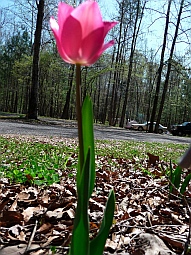 Wildflowers on on Natchez Trace Parkway, Mississippi