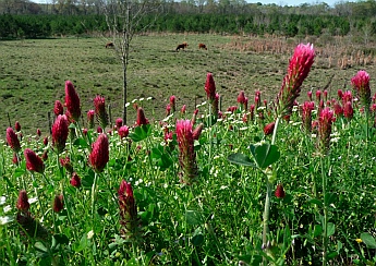 Wildflowers on on Natchez Trace Parkway, Mississippi