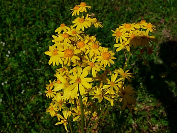 Wildflowers on on Natchez Trace Parkway, Mississippi