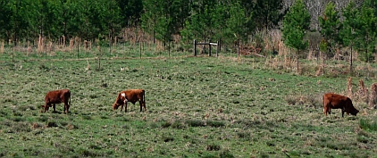 Farms along Natchez Trace Parkway, Mississippi