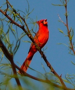 Roosevelt Lake birds
