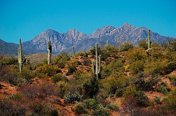 Tonto National Forest