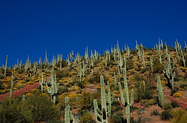 Tonto National Forest