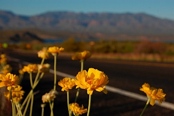 Roosevelt Lake Arizona Tonto National Forest Campgrounds wildflowers
