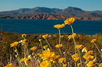 wildflowers Roosevelt Lake Arizona