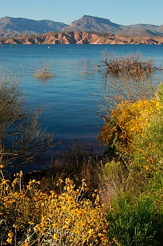 wildflowers Roosevelt Lake Arizona