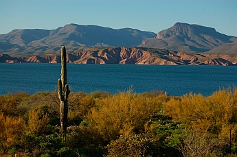 Saguaro cactus Roosevelt Lake Arizona