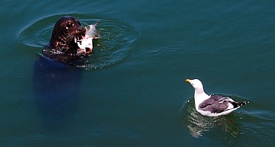Harbor seal in Ventura Harbor California