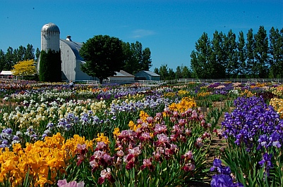 Iris farm Michigan