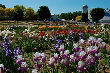 Iris farm Michigan