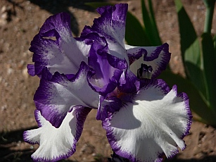 Iris farm Michigan