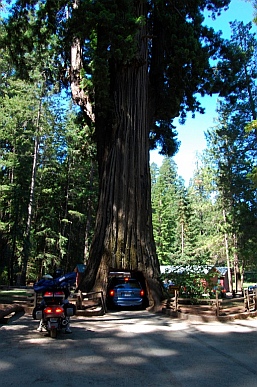 Redwoods along northern California coast.  You can drive through, but an RV won't fit!