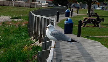 Upper Peninsula St. Ignace Michigan boardwalk