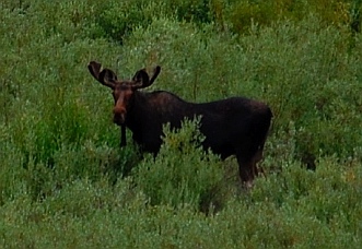 Sawtooth National Recreation Area moose sighting