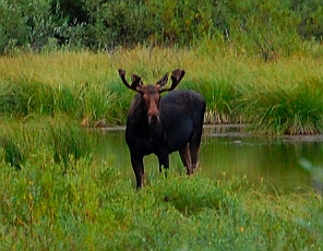 Sawtooth National Recreation Area moose sighting