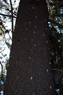 bark beetles pine trees Montana