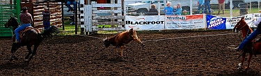 Roping at the Helmville Rodeo