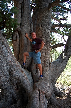 Limber Pine Natural Trail