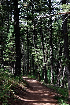 Limber Pine Natural Trail
