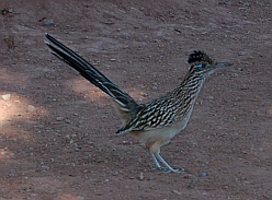 Spring Mountain Ranch State Park Nevada - roadrunner