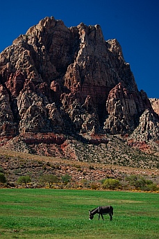 Spring Mountain Ranch State Park Nevada - burros
